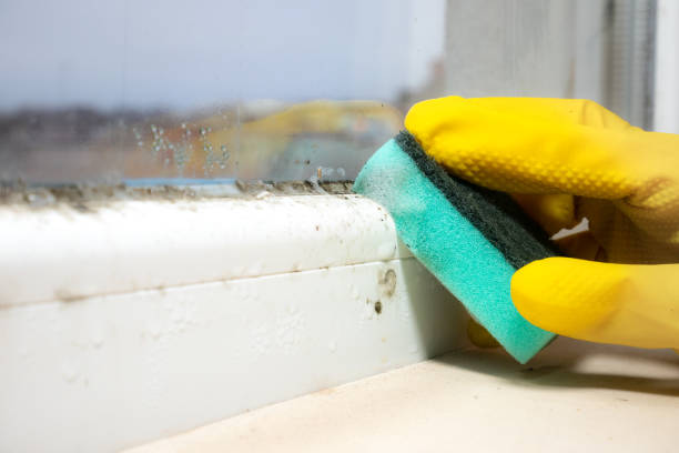 Best Environmental Consulting for Mold Prevention  in Crouch Mesa, NM